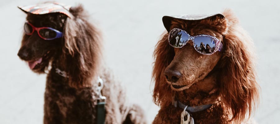Bizim Coachella’mız varsa, onların da Pupchella’sı var! Bizim Coachella’mız varsa, onların da Pupchella’sı var!