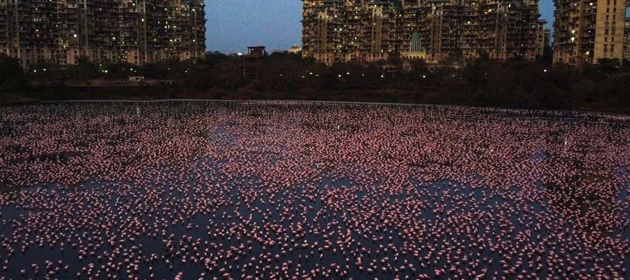 Flamingolar Mumbai'yi ele geçirdi Flamingolar Mumbai'yi ele geçirdi